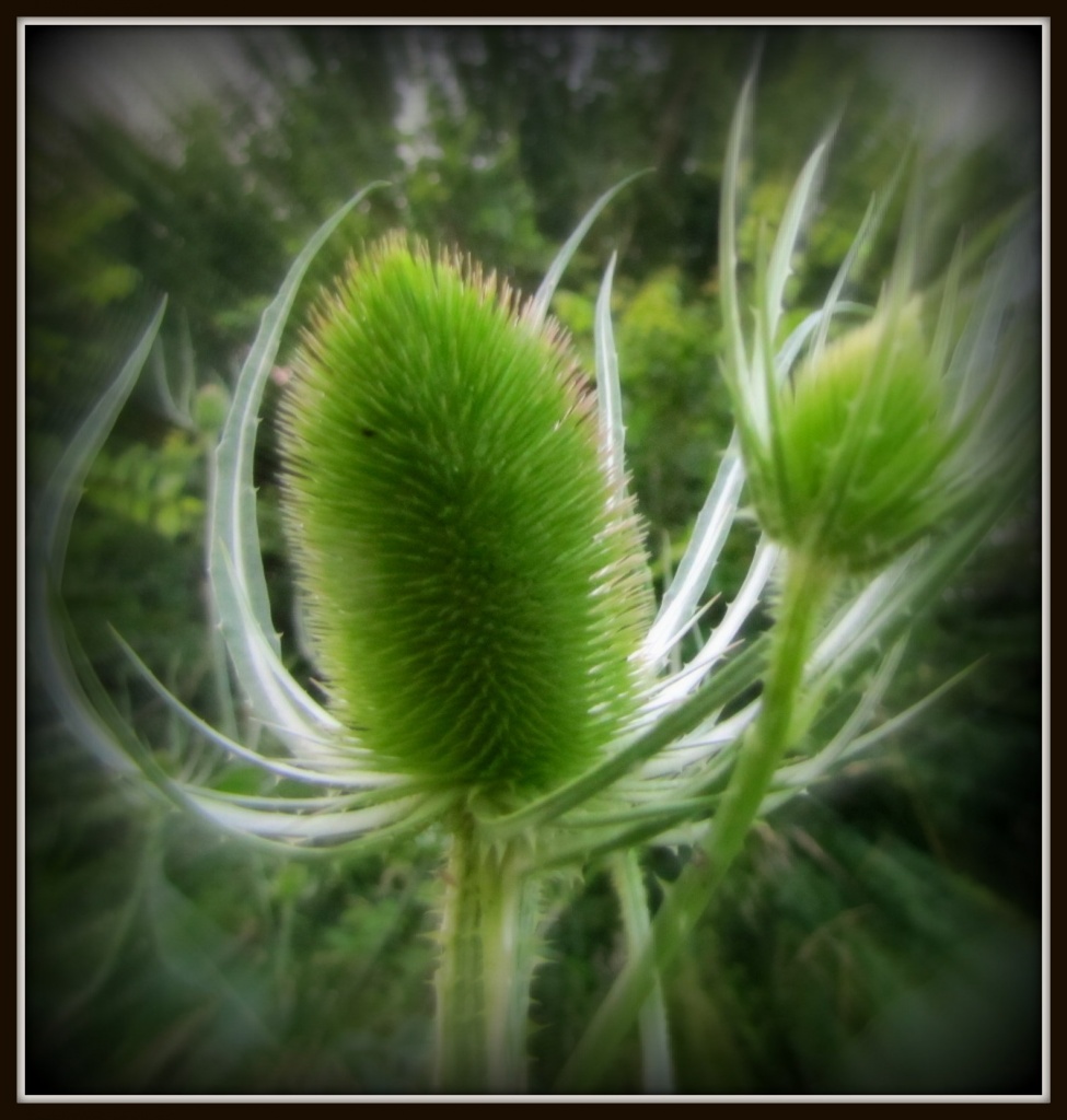 Teasel by busylady