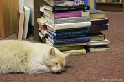 6th Jul 2012 - “Feline libri”?