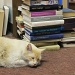 “Feline libri”? by rhoing