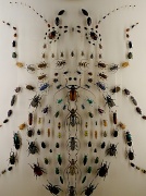5th Jul 2012 - Too many beetles