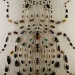 Too many beetles by eudora