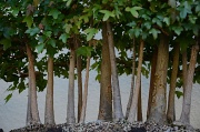 8th Jul 2012 - Maple bonsai tree