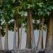 Maple bonsai tree by dora