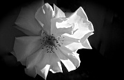 9th Jul 2012 - My last rose is white