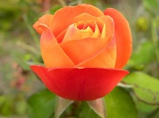 9th Jul 2012 - One Orange Rose