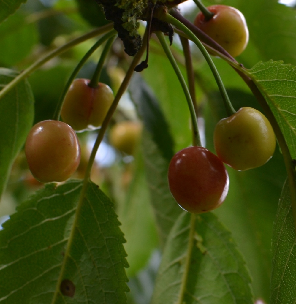 Cherries waiting for sun by nix