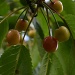 Cherries waiting for sun by nix
