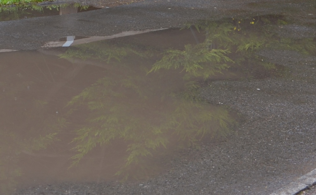 Trees in muddy puddles by nix