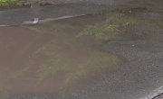 7th Jul 2012 - Trees in muddy puddles