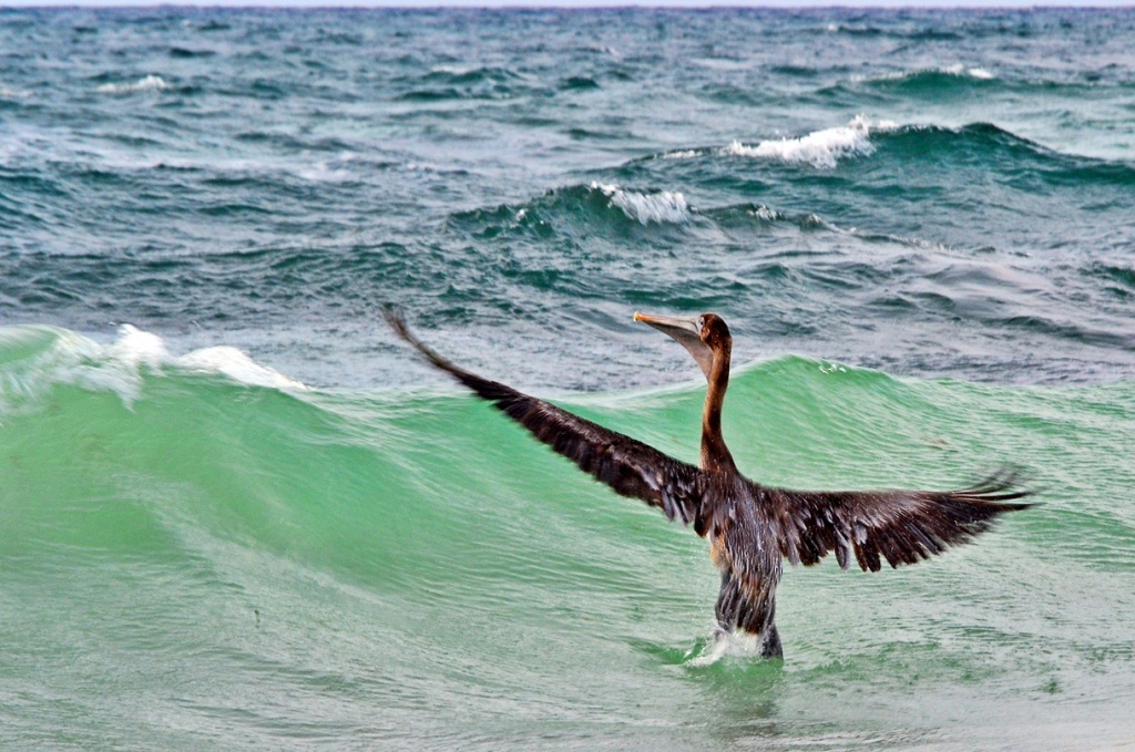 Pelican sea take-off by soboy5