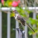 Mockingbird by stcyr1up