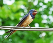 9th Jul 2012 - one of 'our' swallows