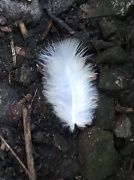 5th Jul 2012 - Tiny Feather