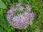 7th Jul 2012 - Purple ball in Hedgerow