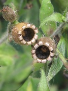 9th Jul 2012 - seeds
