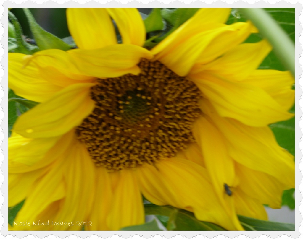 Sunflower for a sunless day! by rosiekind
