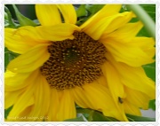 9th Jul 2012 - Sunflower for a sunless day!