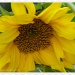Sunflower for a sunless day! by rosiekind