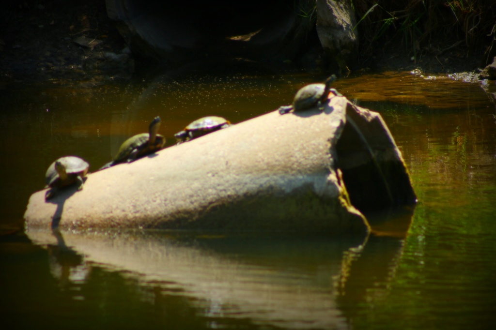 Turtles in the Sun by judyc57