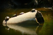 8th Jul 2012 - Turtles in the Sun