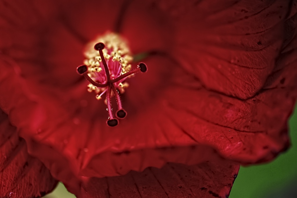 Hibiscus by lstasel