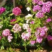 Sweet William by moominmomma