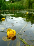 8th Jul 2012 - Water lily
