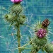 Thistles by boxplayer