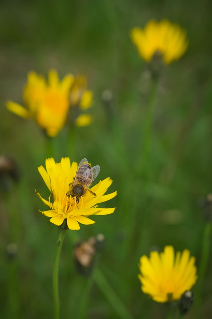 A Bee, See. by harveyzone