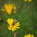 A Bee, See. by harveyzone