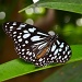 Twinkling Butterfly by lesip