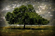 10th Jul 2012 - Tree In A Meadow