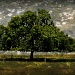 Tree In A Meadow by digitalrn