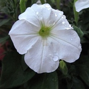 7th Jul 2012 - Petunia - aka Nothing to see here, part 1