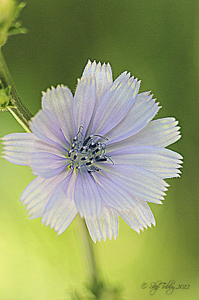 Chicory by skipt07