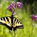 Monarch on a flower by kiwichick