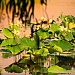 Lilly Pond Revisited by cindymc