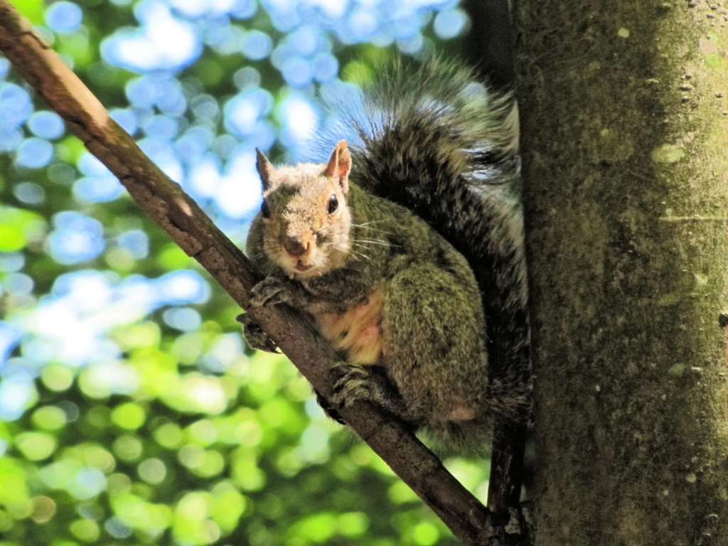Squirrely guy. by maggie2