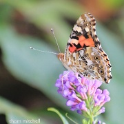 9th Jul 2012 - Painted Lady 