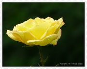10th Jul 2012 - Yellow Rose