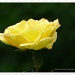 Yellow Rose by rosiekind