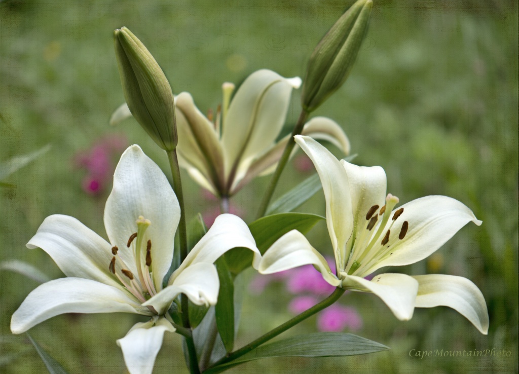 Lily Bouquet by jgpittenger