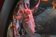 11th Jul 2012 - Octopus