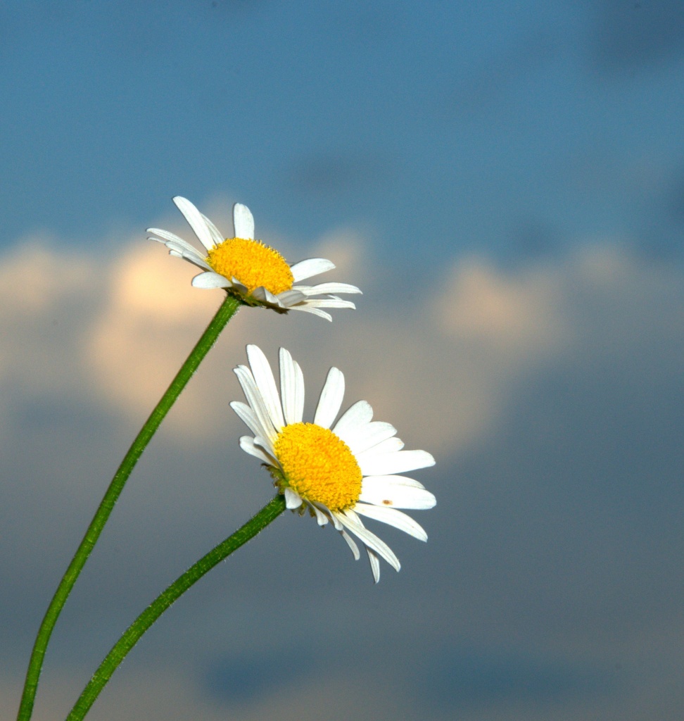 Daisies and Sky by jayberg