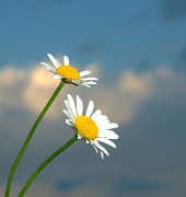 11th Jul 2012 - Daisies and Sky