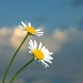 Daisies and Sky by jayberg