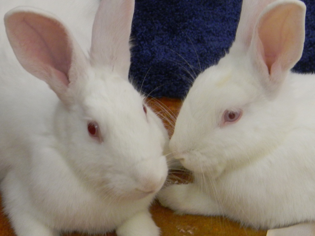 Closeup of Rabbits at Animall Pet Store 7.10.12 by sfeldphotos