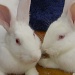 Closeup of Rabbits at Animall Pet Store 7.10.12 by sfeldphotos