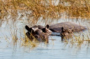 10th Jul 2012 - hippo