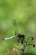 10th Jul 2012 - Dragonfly